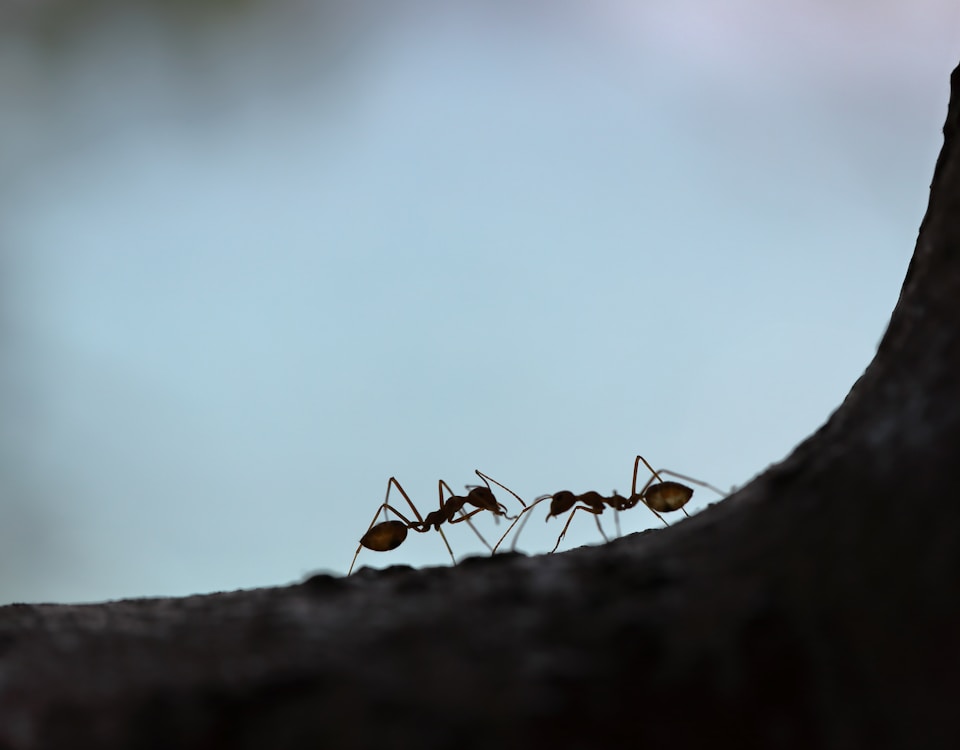 two black ant