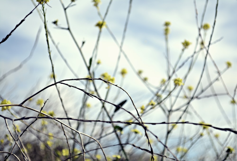 green plant