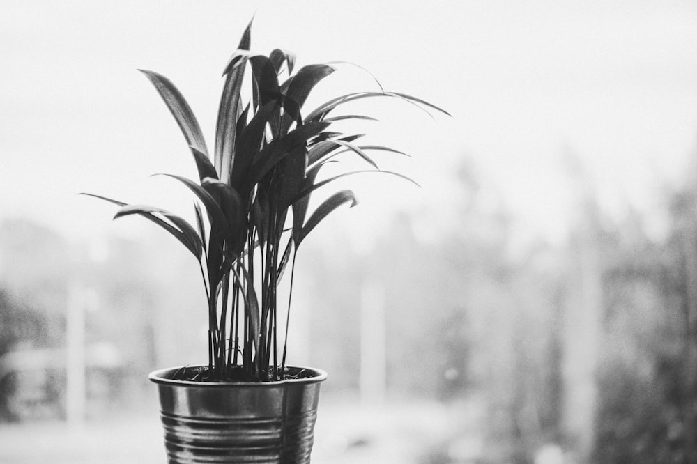 grayscale photo of plant