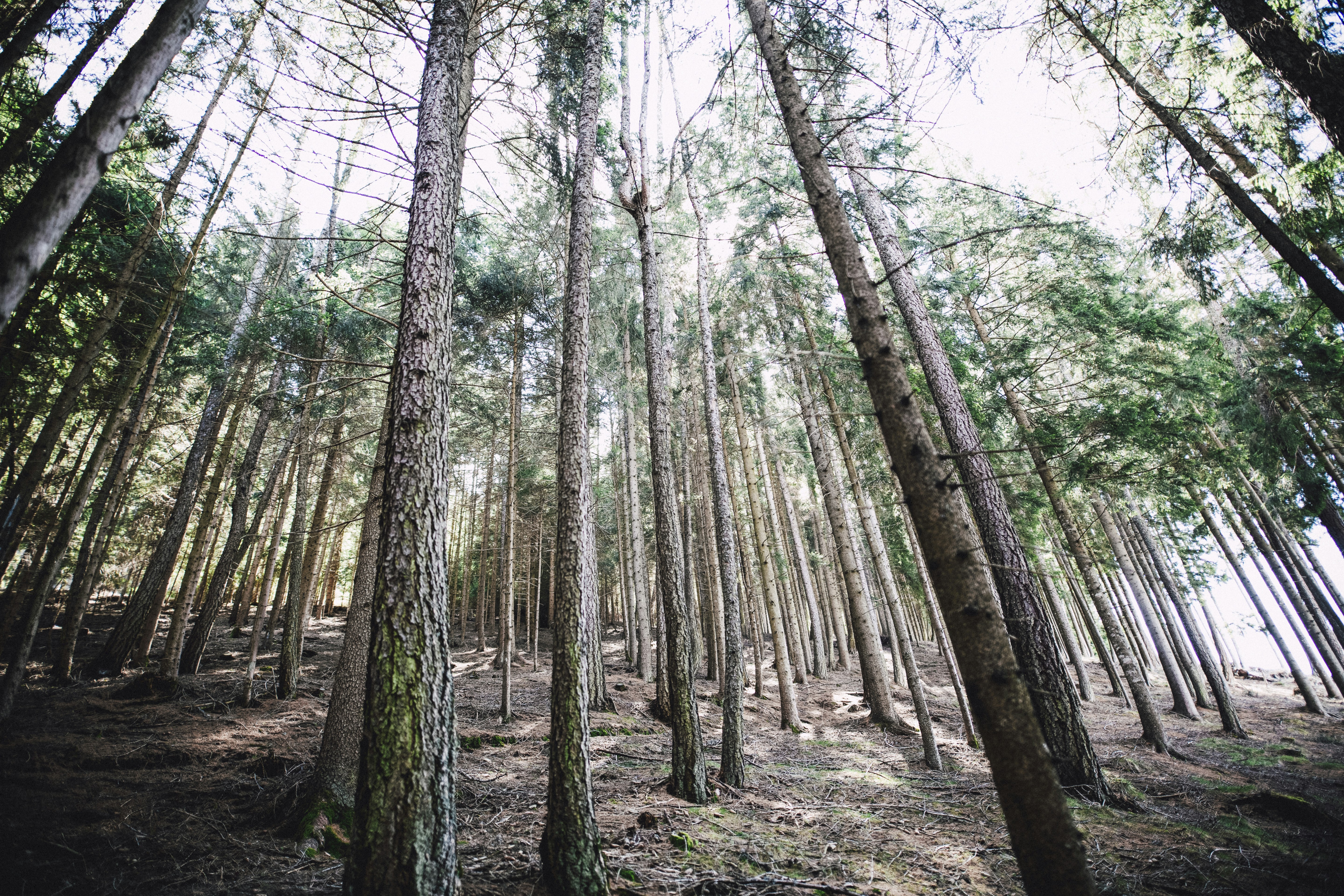 Choose from a curated selection of Italy photos. Always free on Unsplash.