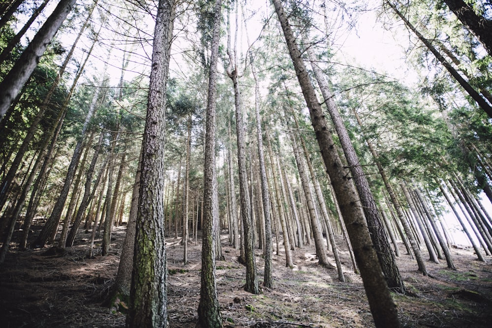 low angle photo of green-leafed trees