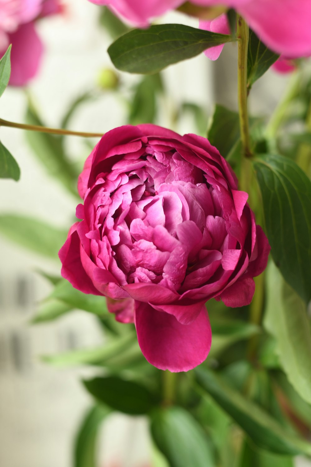 selective focus photography of pink flowers