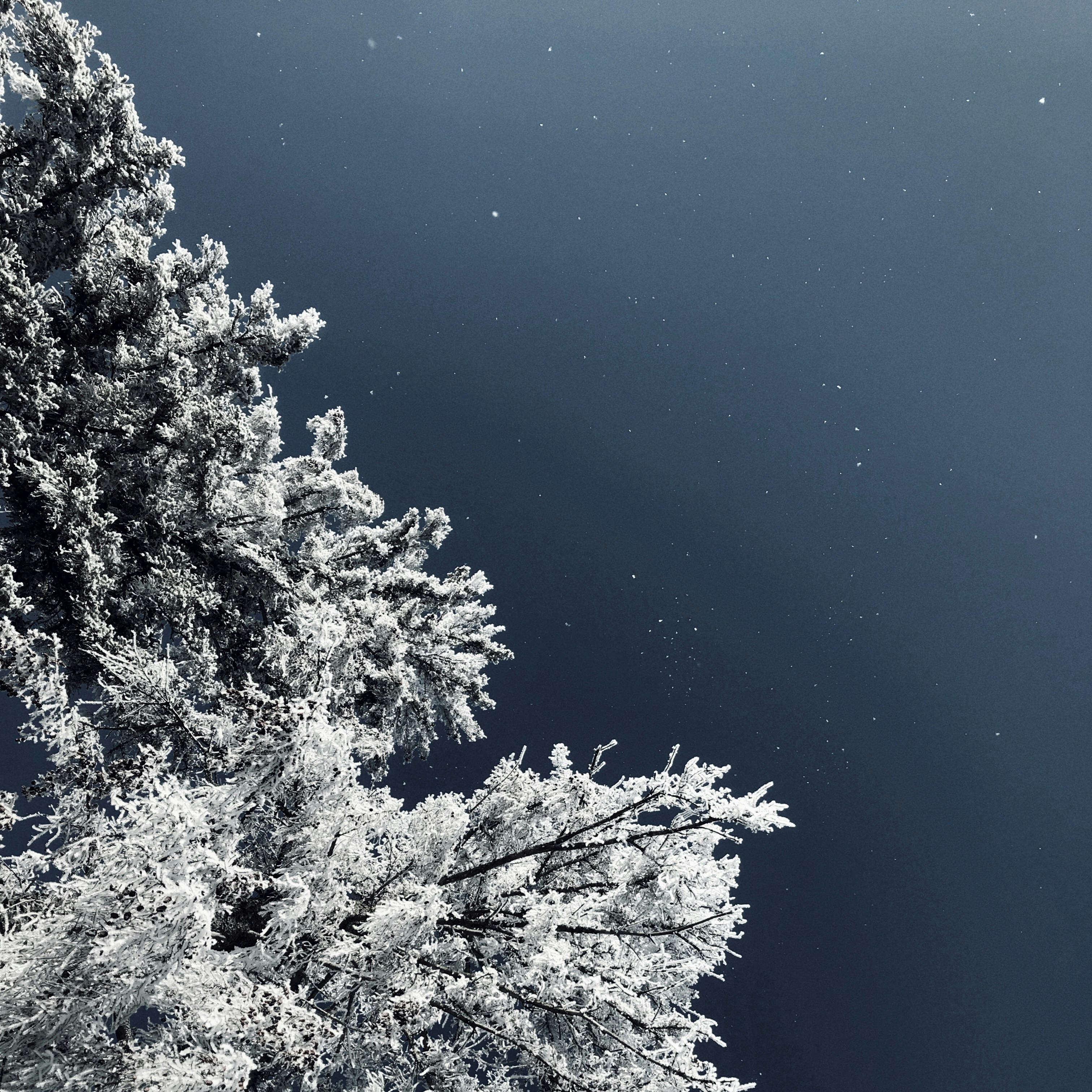 Hoar Frost Pictures Download Free Images on Unsplash