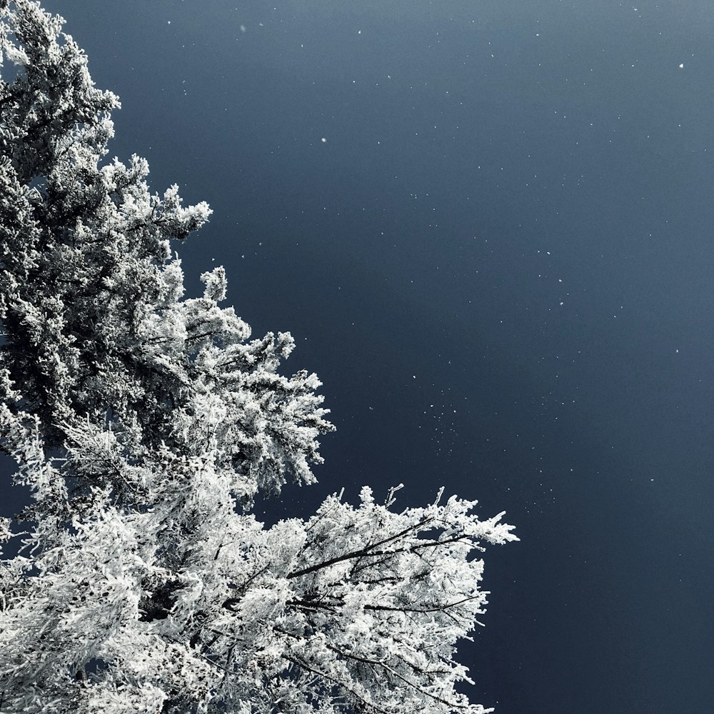 low angle photography of white trees under night sky