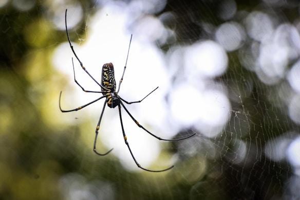 A spider with long legs and a black and yellow patterned body is centered on a web, surrounded by a blurred, natural green and white background suggesting foliage and light.