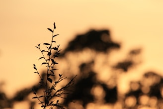 a tree branch with some leaves on it