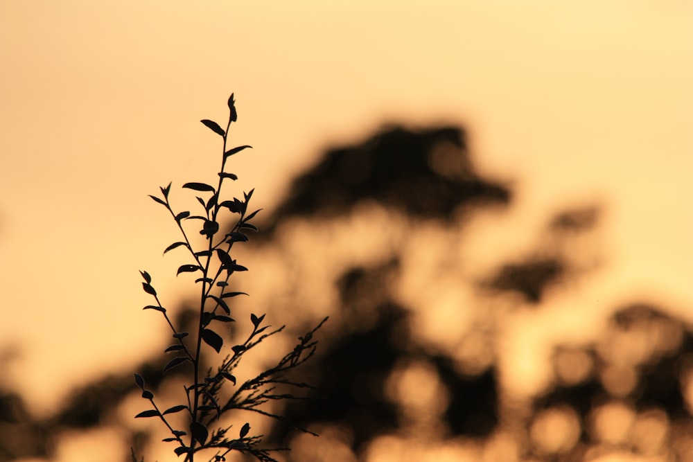 a tree branch with some leaves on it