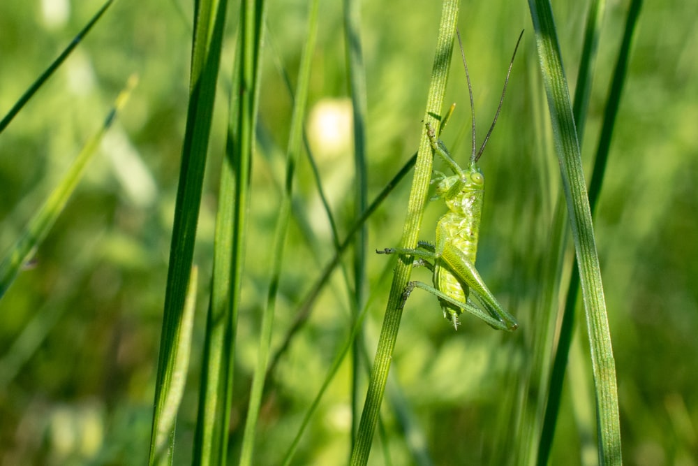 green grasshopper