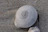 Close-up of a delicate spiral seashell resting on soft sand with sunlight filtering through.