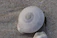 Close-up of a delicate spiral seashell resting on soft sand with sunlight filtering through.