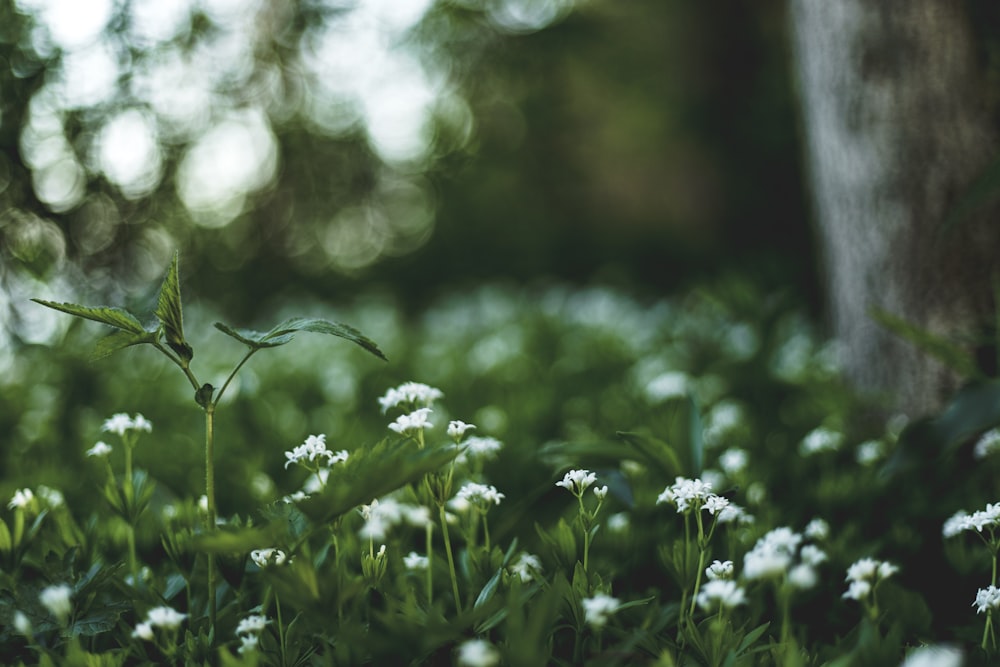 white petaled flower close-up photography