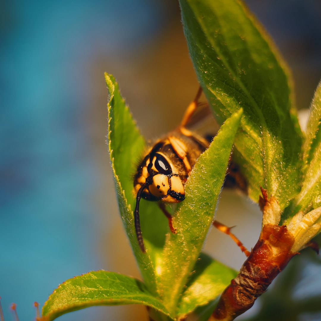 yellowjacket on leaf