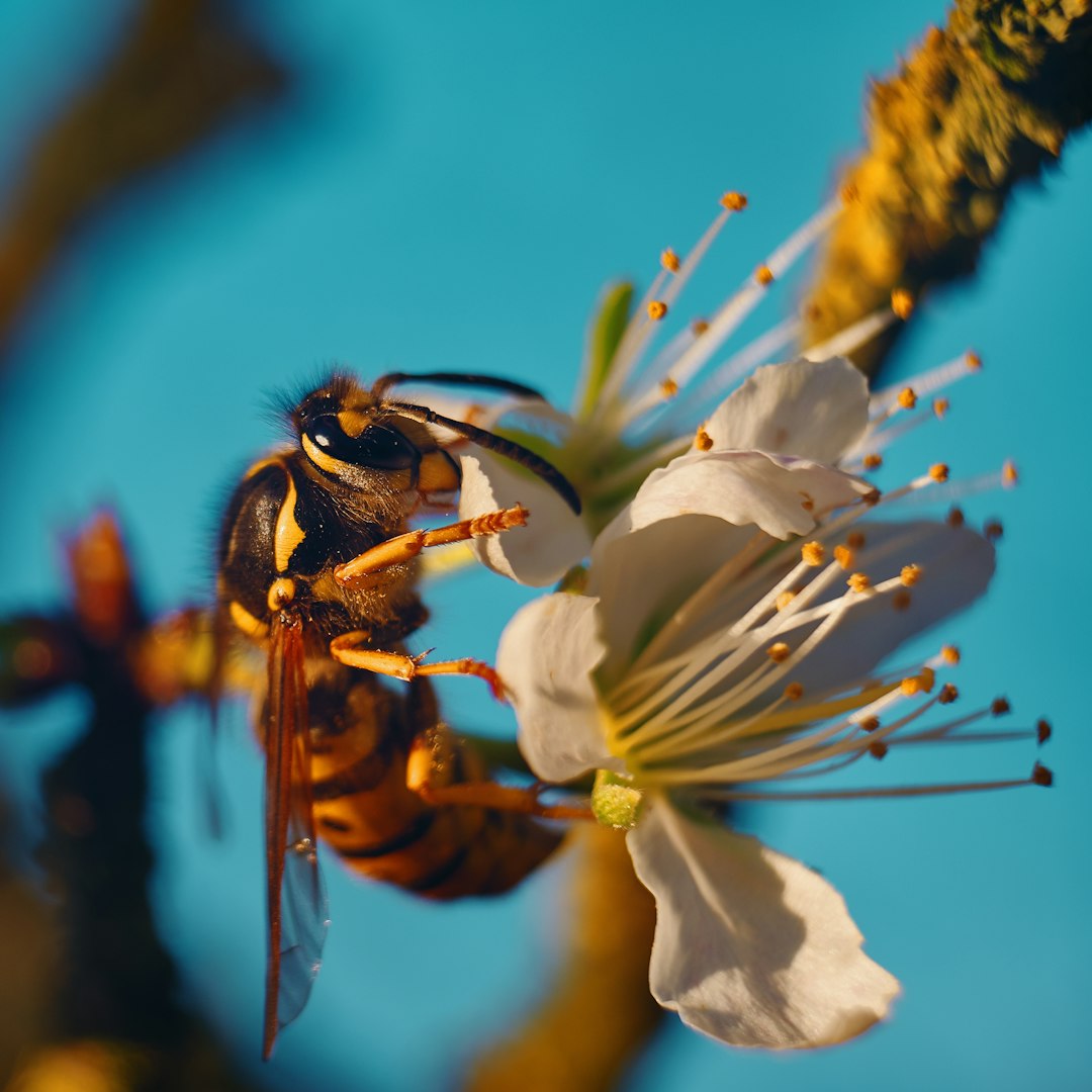 bee on flower