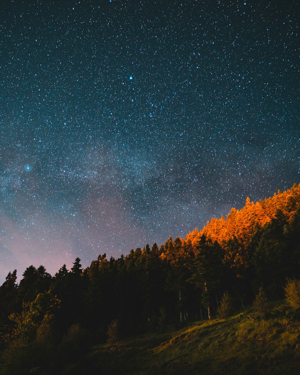 trees under starry night