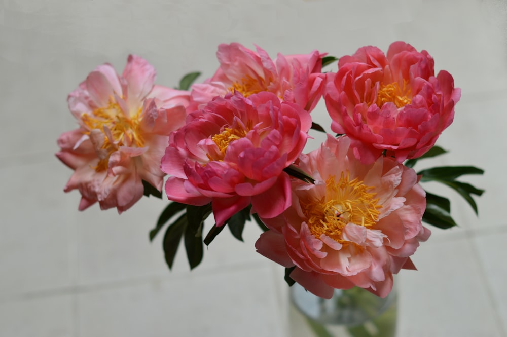 flores cor-de-rosa