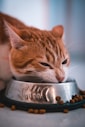 cat eating cat food in pet bowl
