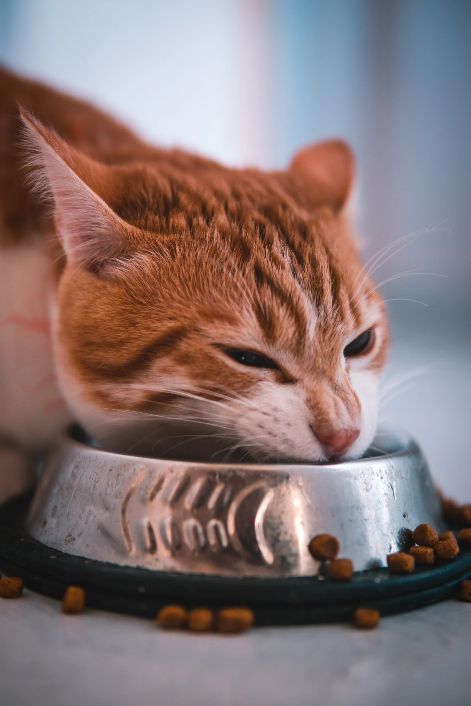 Gato naranja comiendo croquetas de un comedero metálico