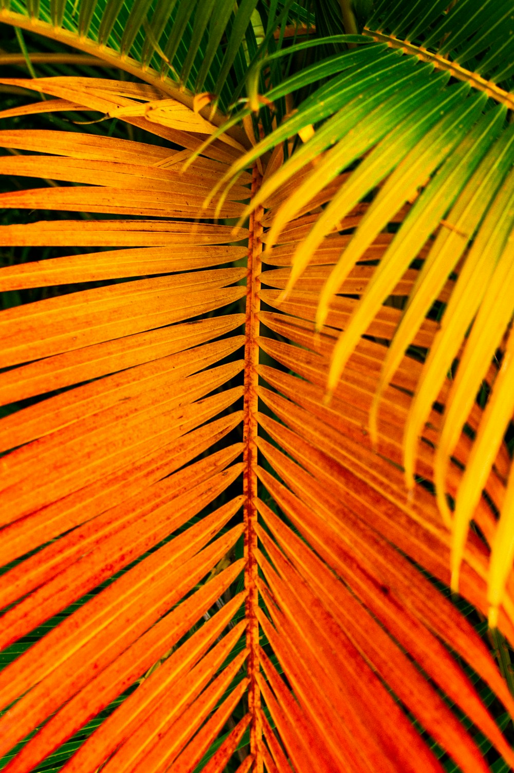 brown and green leaf