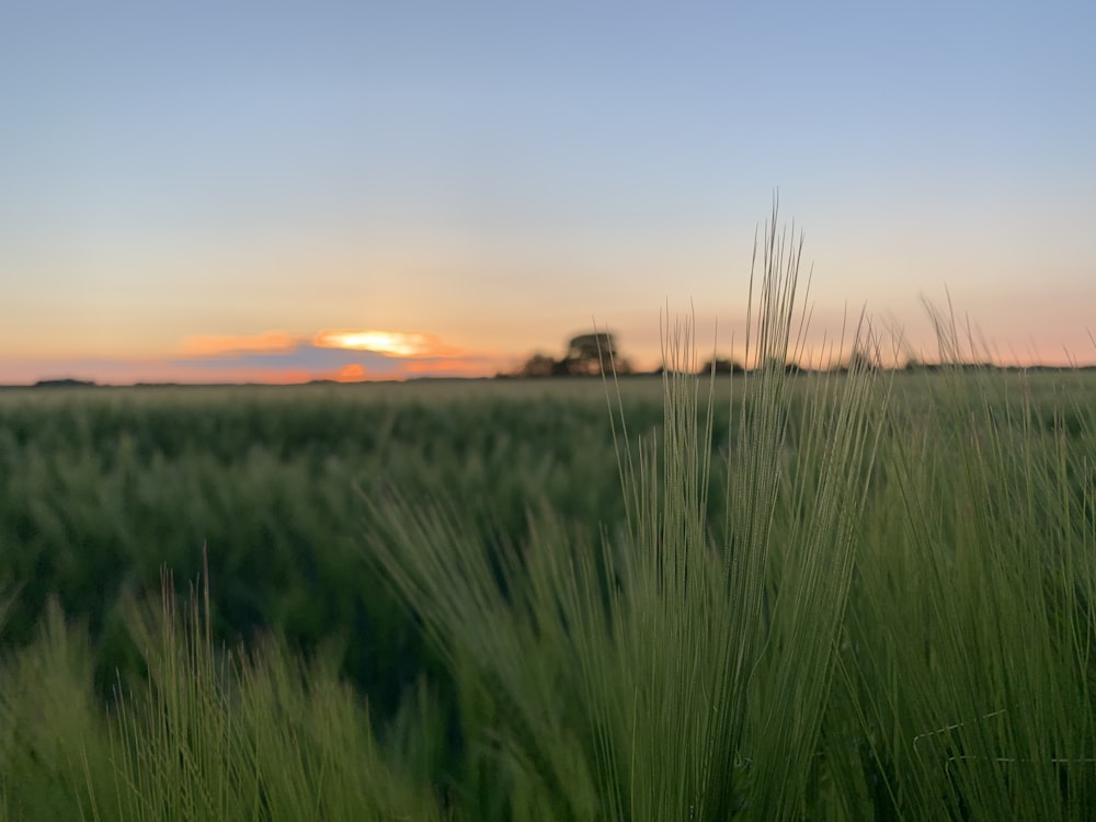 green grass field