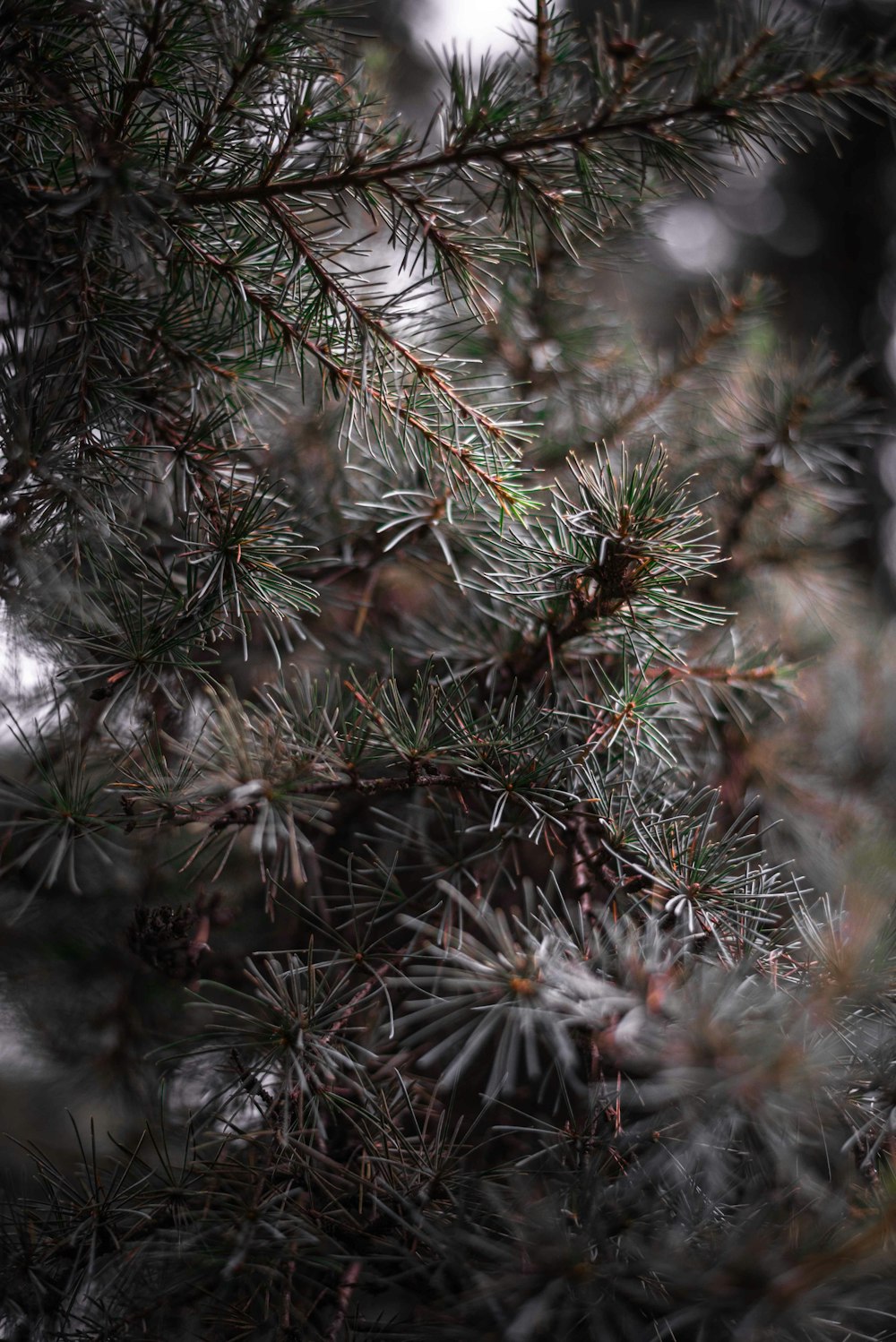 selective focus photography of pine leaves