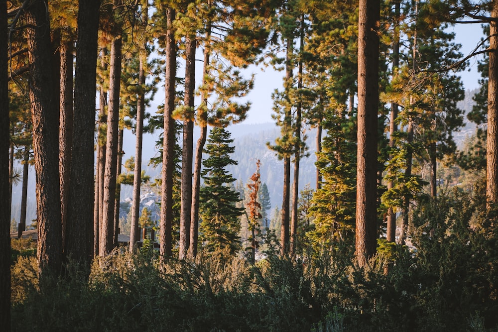 view of tall trees during daytime