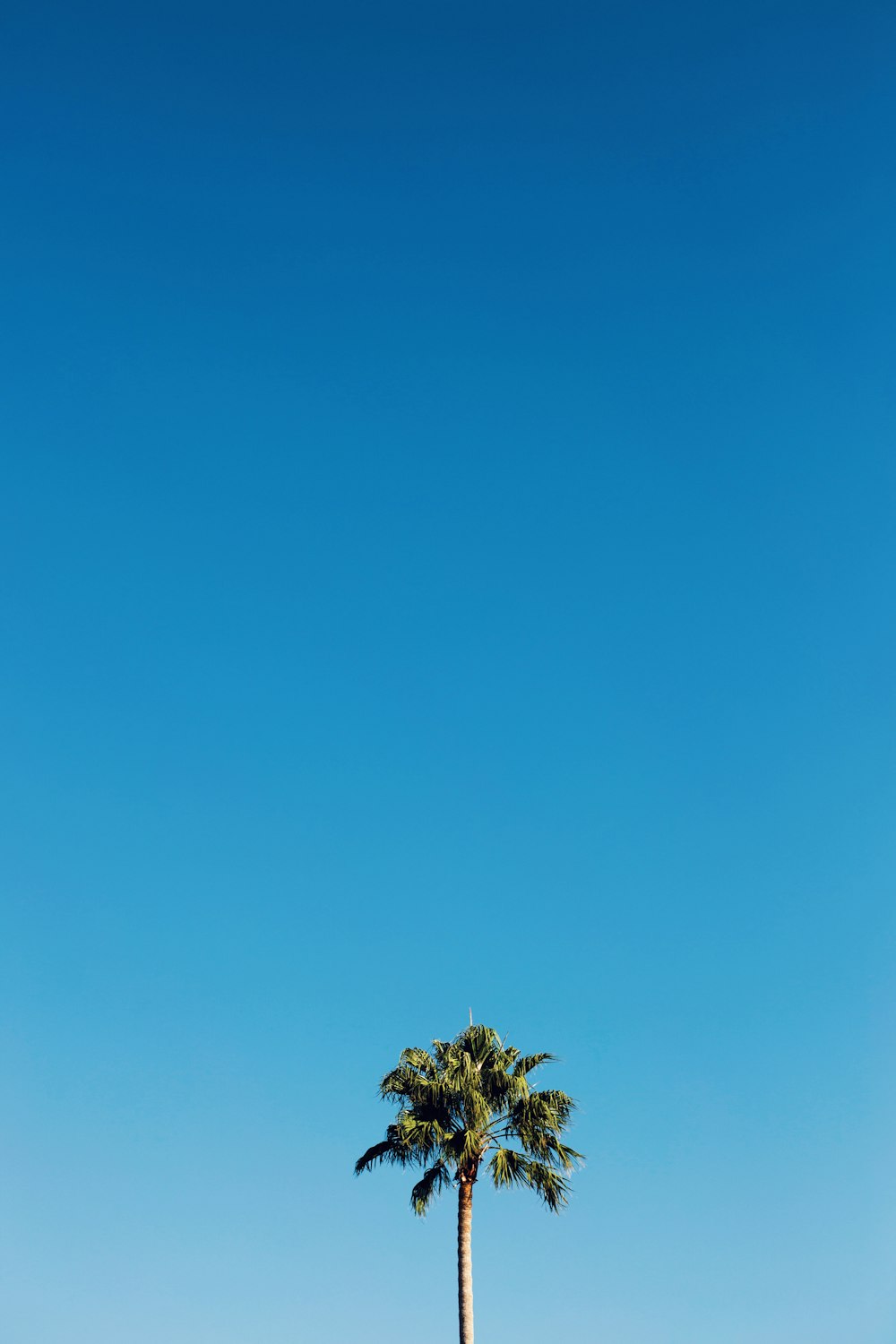 coconut tree under clear blue sky