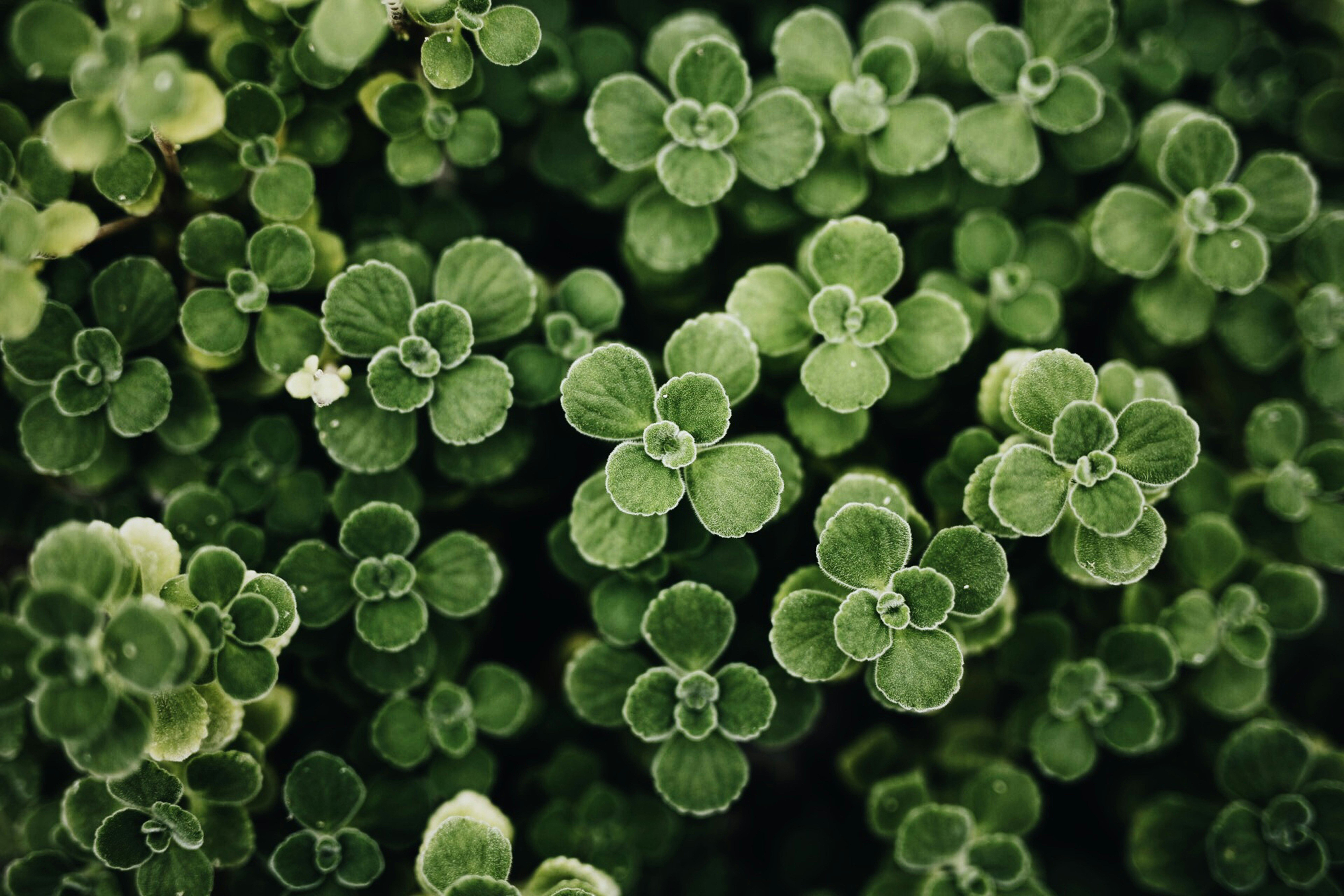 Photo by vinomamba24