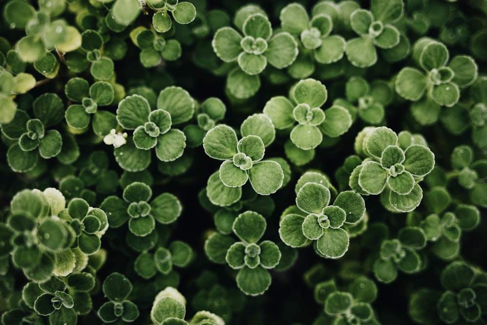 green-leafed plant