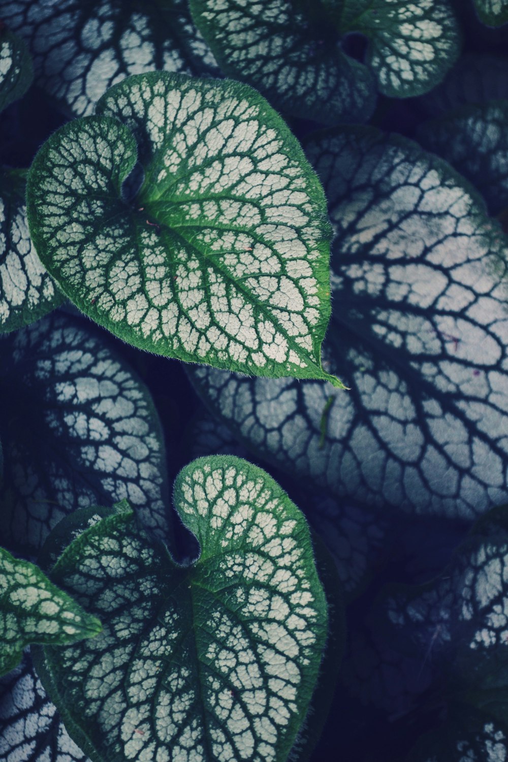 heart-shaped green and white leafed plant