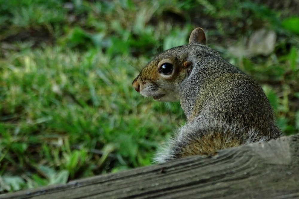 brown squirrel near tree