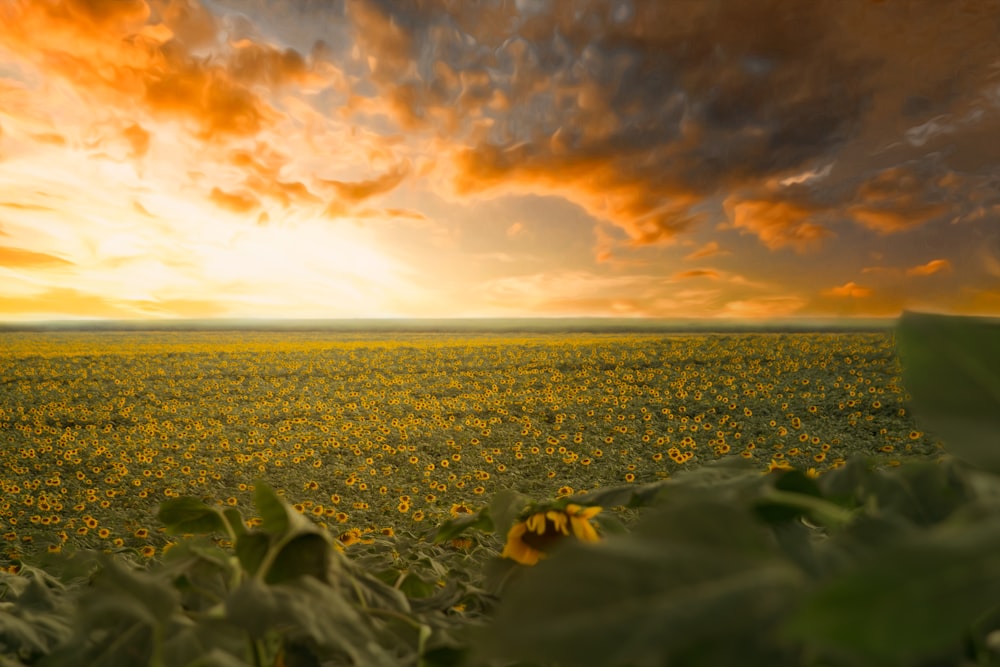 sunflower field