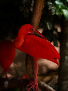 red flamingo