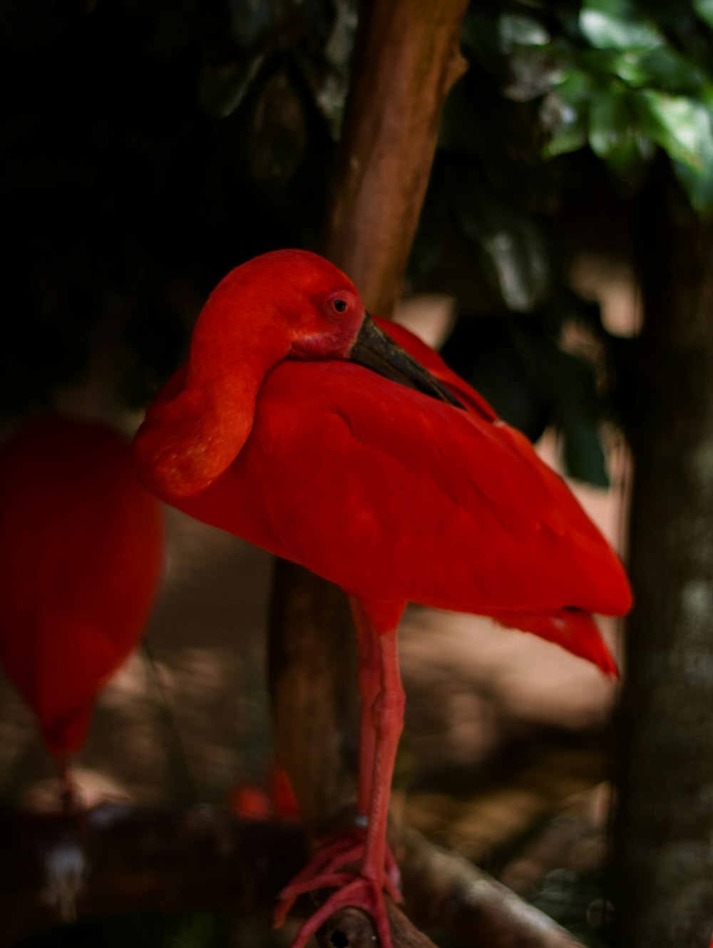 Roter Flamingo