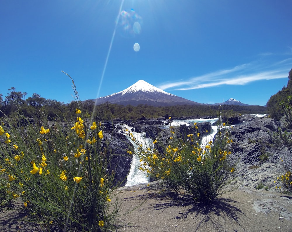 flowing lake near field viewing mountain covered with snow