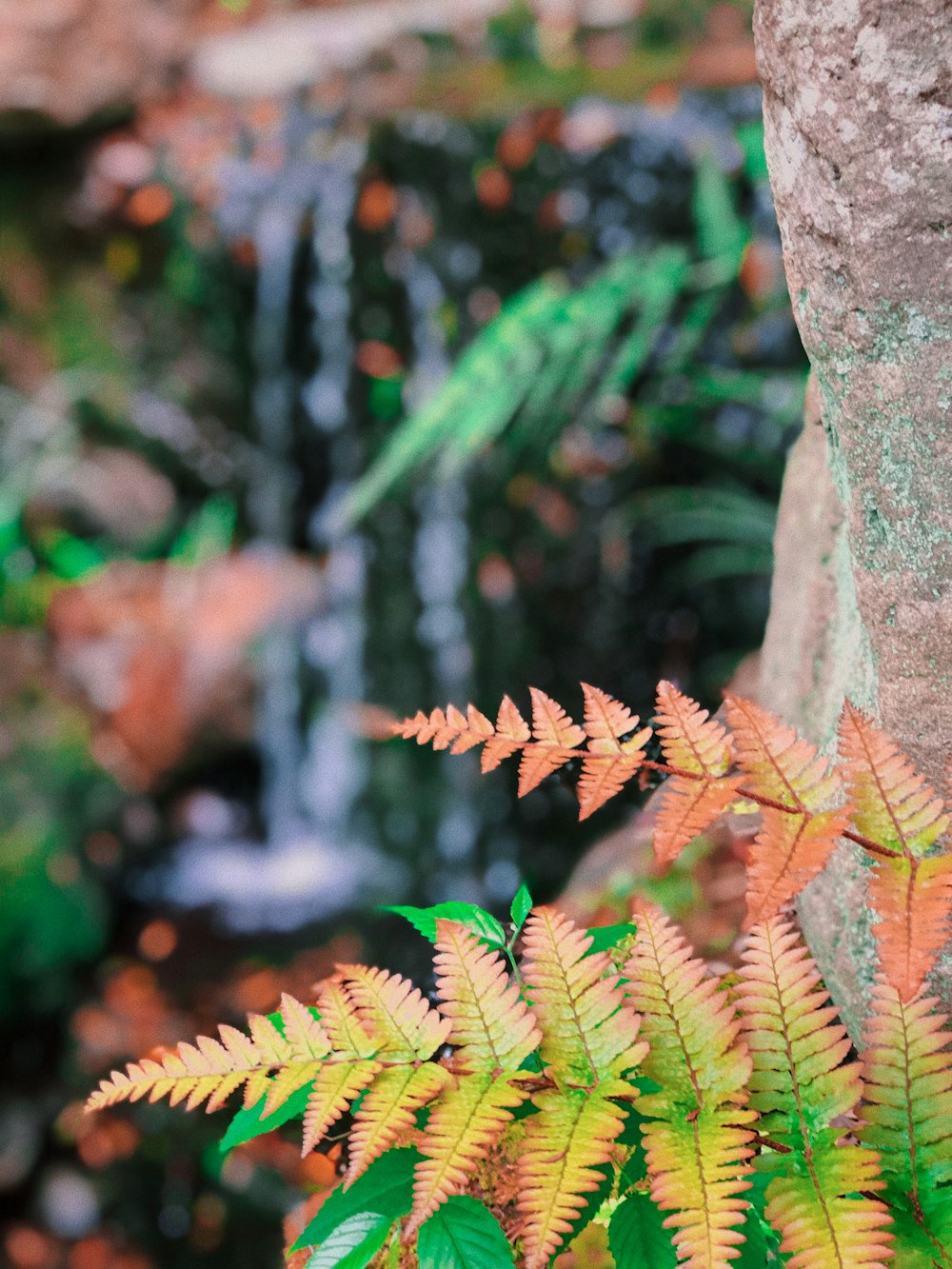 selective focus photography of red and green fern plants