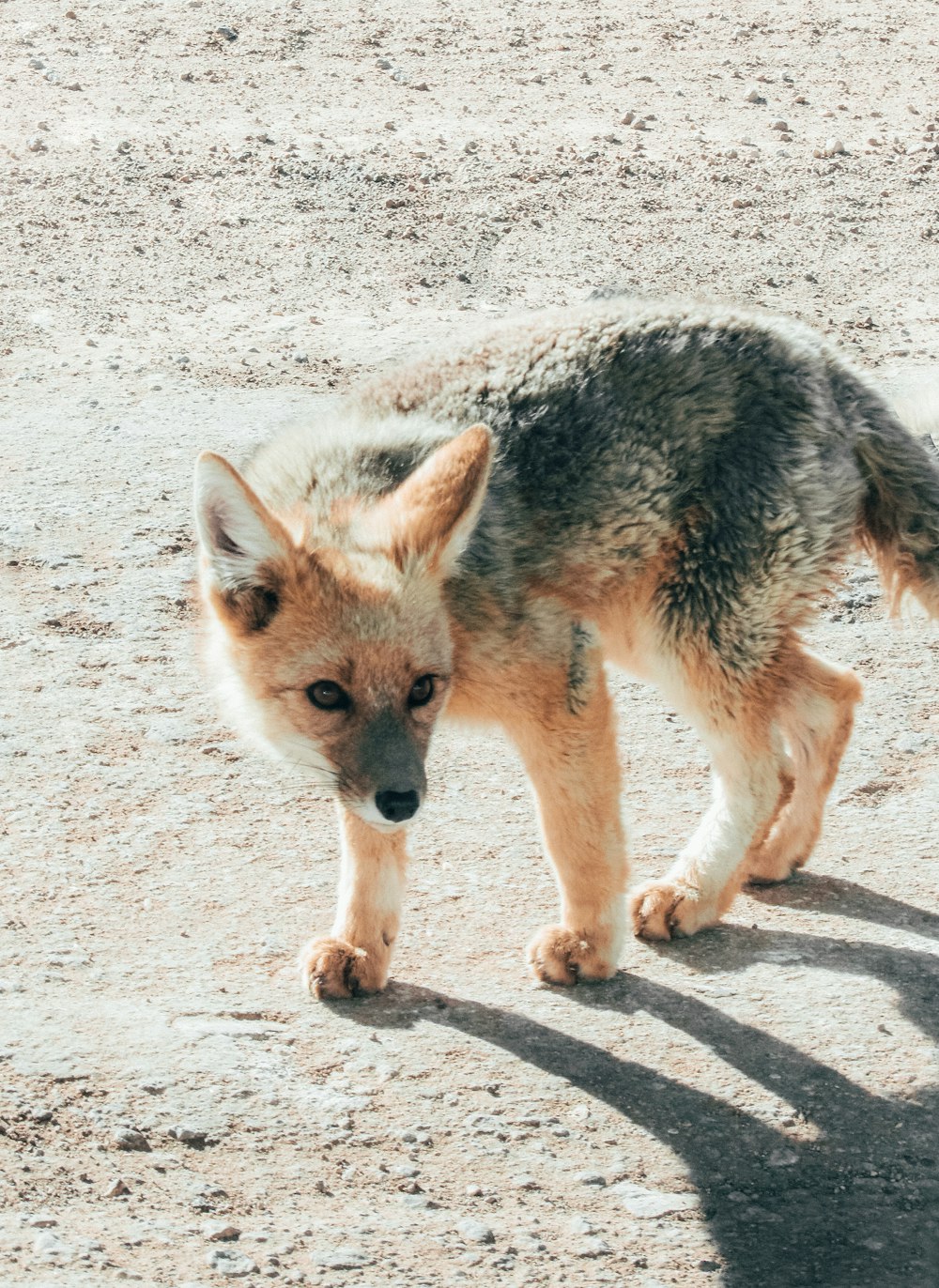 short-coated gray and brown dog on ground