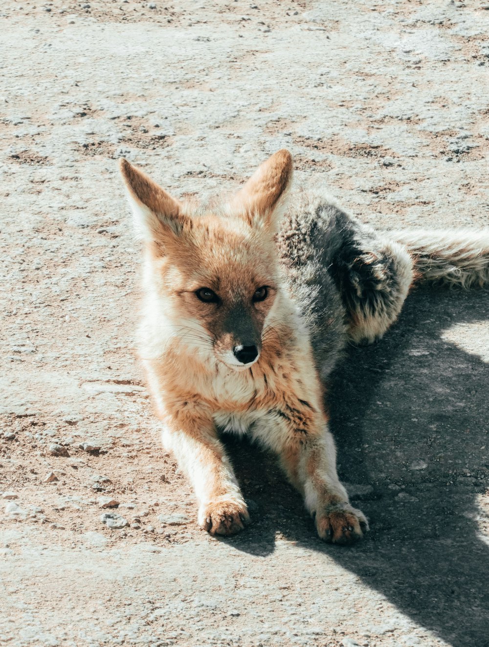 brown wolf on land