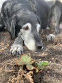 A large black and gray dog with a gentle expression rests its head on the ground, surrounded by dirt and a small green plant with a few brown leaves. The dog's fur shows signs of aging, particularly around the face and paws.