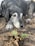 A large black and gray dog with a gentle expression rests its head on the ground, surrounded by dirt and a small green plant with a few brown leaves. The dog's fur shows signs of aging, particularly around the face and paws.