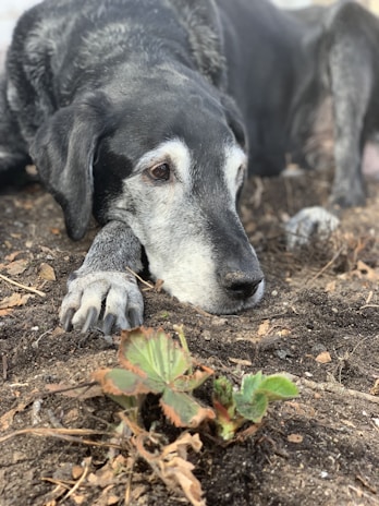 Mo, the family dog, resting contentedly beside freshly tilled soil ready for planting.