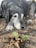 A large black and gray dog with a gentle expression rests its head on the ground, surrounded by dirt and a small green plant with a few brown leaves. The dog's fur shows signs of aging, particularly around the face and paws.