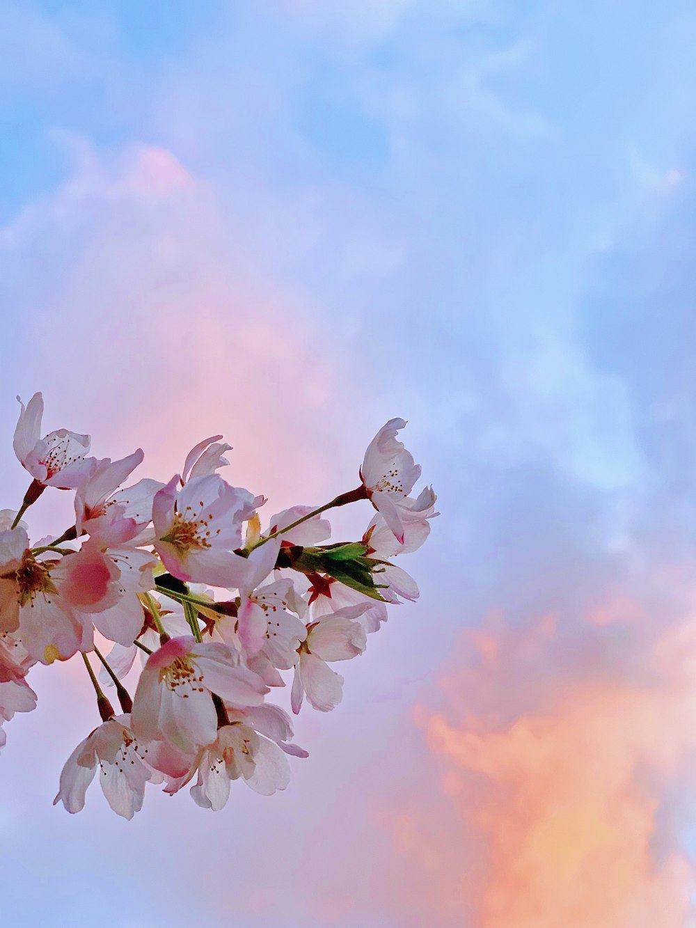 a branch of a cherry blossom against a cloudy sky