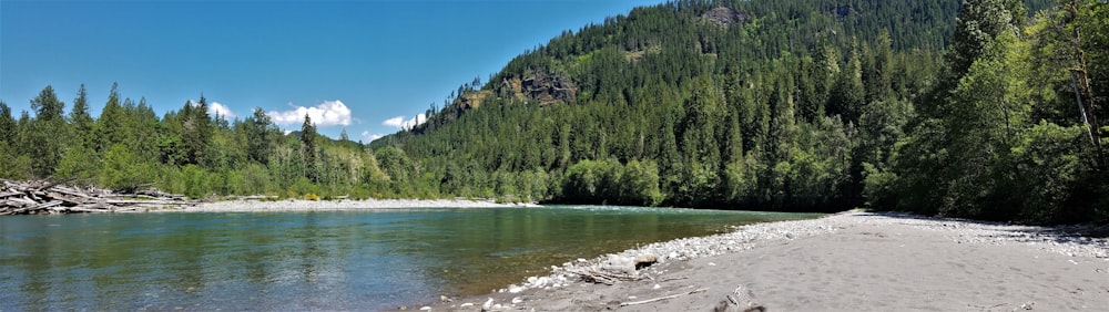 river surrounded by trees during daytime