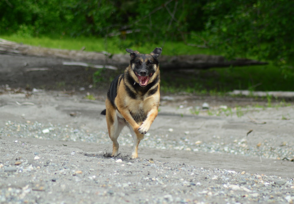 adult German shepherd running on ground in macro photography