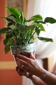 Close-up of hands holding house keys with a small plant in the background symbolizing new beginnings.