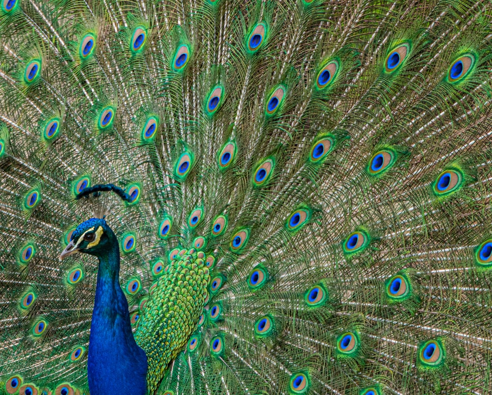 blue and green peacock