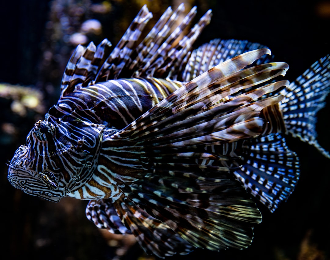 black and blue fish