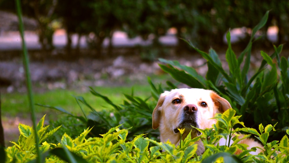yellow Labrador retriever hiding on green leaf plants