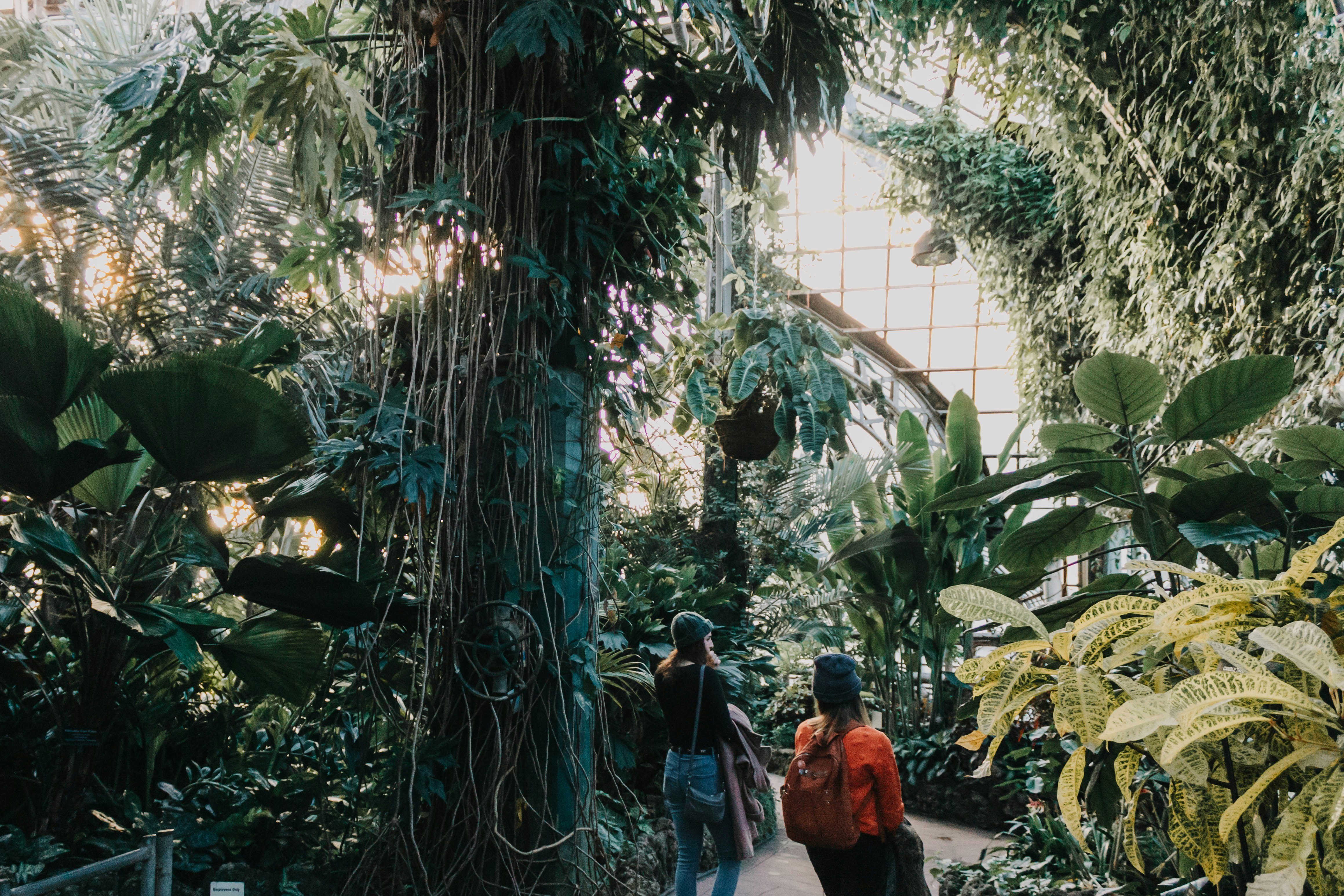 two women standing on pathway surrounded with tall and green trees