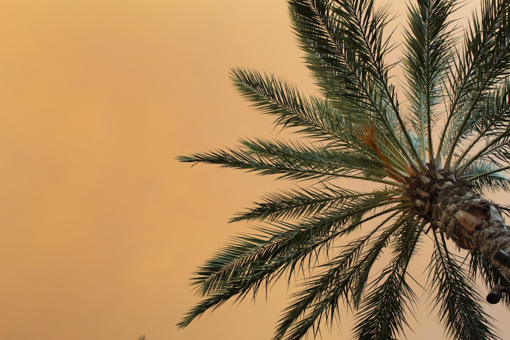 low angle photography of palm tree